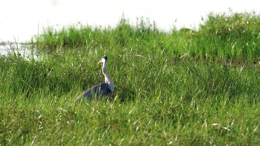 Great Blue Heron (Ardea herodias) in natural habitat captured in stunning 4K resolution wildlife footage.