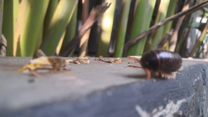 A millipede walks past the camera against a backdrop of greenery.