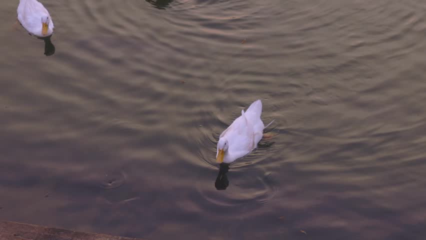 Scenic Lake Landscape with Graceful Swimming Ducks