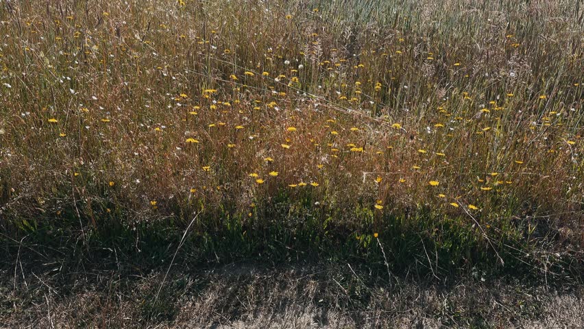 Golden wildflowers and tall grass swaying gently beside a dirt path
