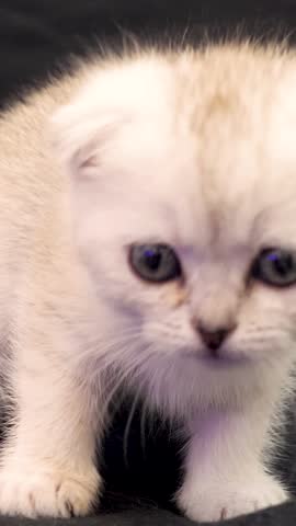 A detailed vertical close-up shows a tiny white Scottish Fold kitten looking around with curiosity on a dark studio background.