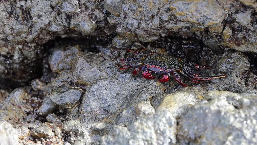 A beautiful red Sally Lightfoot crab sits and feeds in a narrow crevice of wet volcanic rock after low tide on a natural Atlantic Ocean coastline on an autumn day, close-up side view in slow motion, tracking to the right. Marine life concept.
