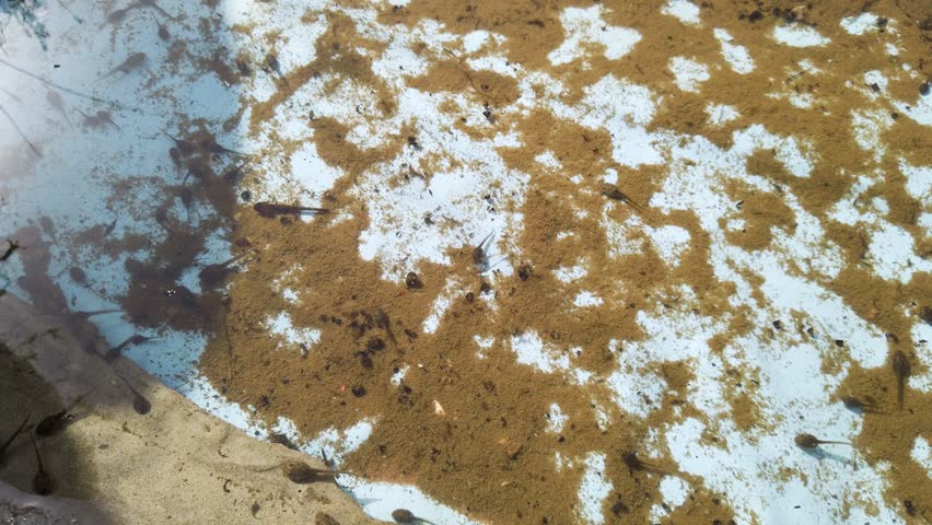 Froglets in a swamp. Baby frogs swimming underwater. Group of tadpoles.