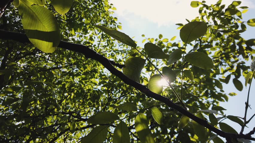 Branches of tree nuts stretch outward, illuminated by sunlight filtering through vibrant green foliage in a serene garden setting on a warm day. Nature thrives in this tranquil space.