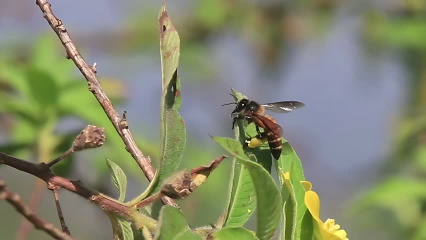4K close up video of honey bee Apis cerana resting quietly on a green leaf while grooming from its legs after a foraging trip. Using precise movements of its front and middle legs, the bee combs loose grains from its body and carefully transfers them to the pollen baskets (corbiculae) on its hind legs. This important self-cleaning behavior helps organize pollen loads for efficient transport back to the hive, where the pollen serves as a vital protein source for larvae and the colony