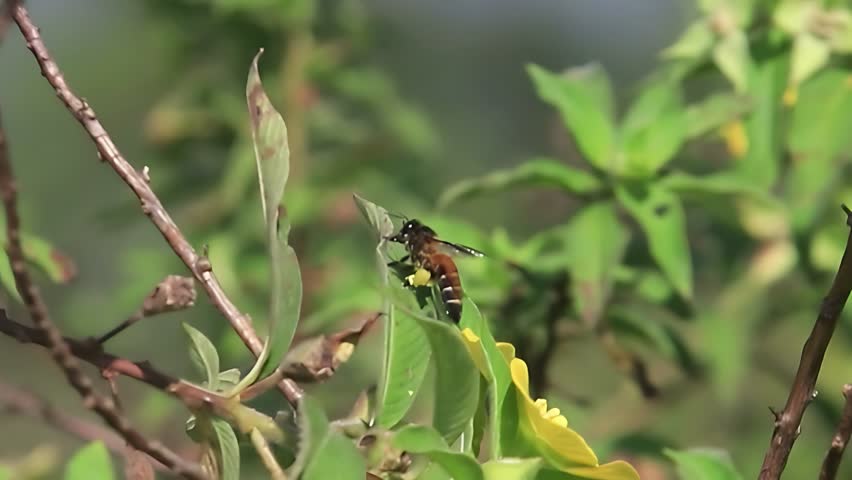 4K close up video of honey bee Apis cerana resting quietly on a green leaf while grooming from its legs after a foraging trip. Using precise movements of its front and middle legs, the bee combs loose grains from its body and carefully transfers them to the pollen baskets (corbiculae) on its hind legs. This important self-cleaning behavior helps organize pollen loads for efficient transport back to the hive, where the pollen serves as a vital protein source for larvae and the colony