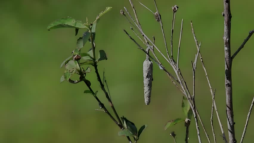Close up of a bagworm caterpillar (family Psychidae) hanging from a tree branch inside its distinctive pencil-shaped protective case. Constructed from silk and plant materials, the elongated portable shelter provides camouflage and protection while the larva feeds and develops. The photograph highlights the remarkable survival adaptations, intricate case structure, and fascinating life cycle of this unique moth larva in a natural tropical habitat