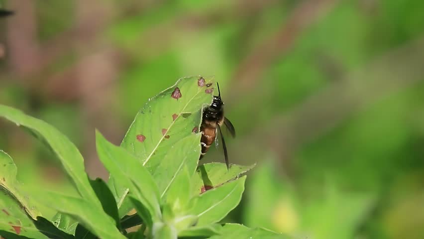 4K close up video of honey bee Apis cerana resting quietly on a green leaf while grooming from its legs after a foraging trip. Using precise movements of its front and middle legs, the bee combs loose grains from its body and carefully transfers them to the pollen baskets (corbiculae) on its hind legs. This important self-cleaning behavior helps organize pollen loads for efficient transport back to the hive, where the pollen serves as a vital protein source for larvae and the colony