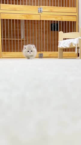 Fluffy white kitten inside a wooden and metal cage with a calm expression