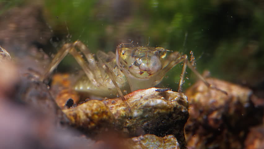 Underwater Close-Up of Dragonfly Nymph Resting on Forest Pond Bottom