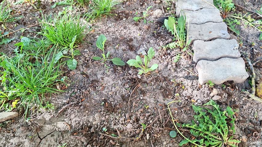 Ground level view of a garden plot with young leafy plants growing in soil beside a rustic stone border. The scene highlights organic gardening, spring growth, cultivation, and nature