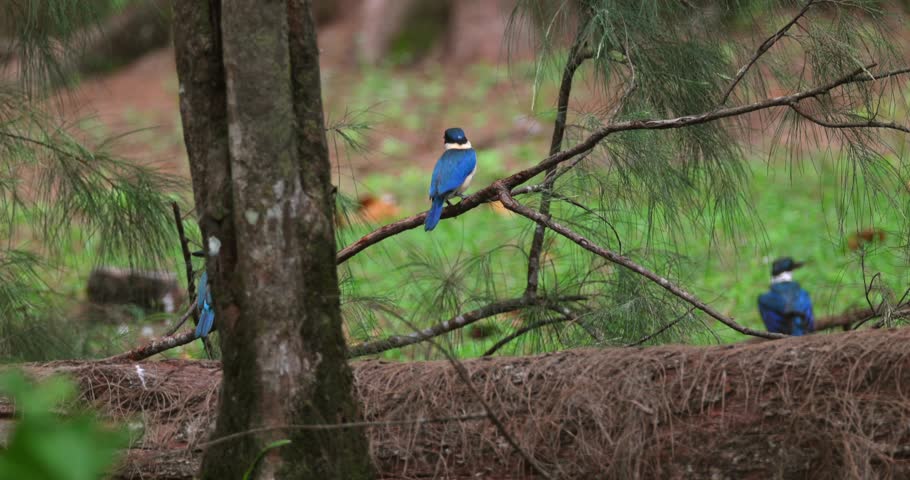 Collared kingfishers resting on tree branches and flying through woodland environment, white-collared kingfisher group in natural wildlife setting.