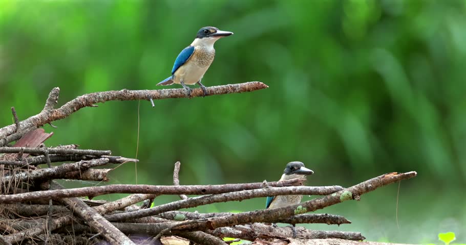 Pair of collared kingfishers, also known as white-collared or mangrove kingfishers, resting on wooden branches in a tropical forest environment.