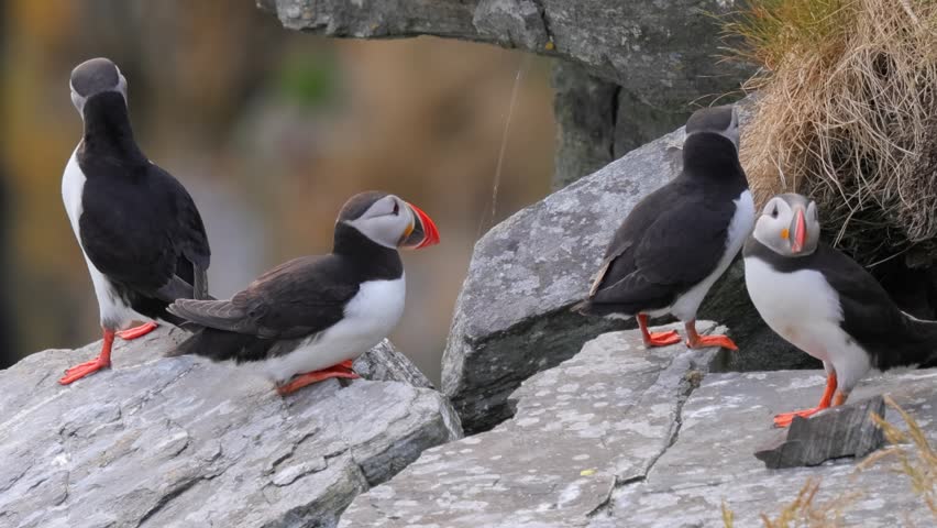 Puffins on rocks, ocean birds, wildlife gathering.