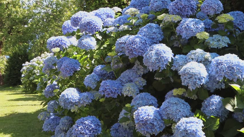 Abundant pale blue Hydrangea macrophylla shrubs covered with large rounded flower heads. Peaceful garden scene filmed on a tripod.