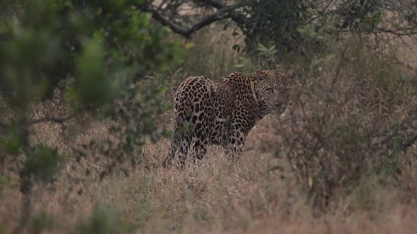 A big male leopard staring at the camera