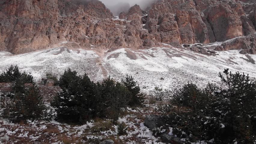 Caucasus, North Ossetia. Ualak Gorge. Young pine trees on a mountain slope.