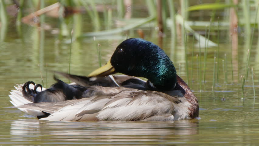 Close up slow motion Mallard drake preens colourful plumage in pond