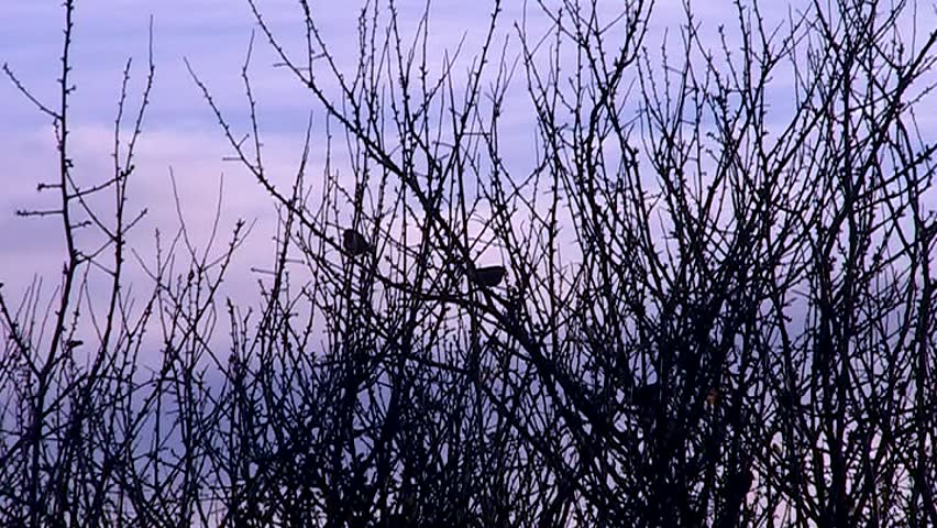 Little birds play in autumn branches