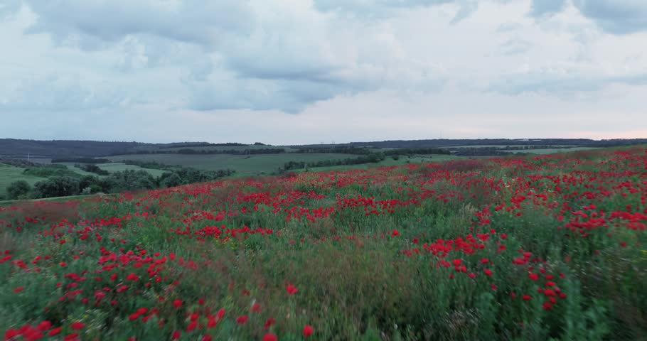 Cinematic Drone Flight Forward Over Blooming Red Poppy Field and Rolling Hills in Moldova