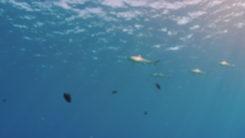 Group of blacktip reef sharks gliding through tropical ocean. Cinematic underwater footage showing marine life in deep blue sea. Sunlight rays filter through water surface ripples.