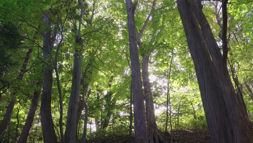 Sun Peaking Through Trees, Mountains of Hokkaido Japan