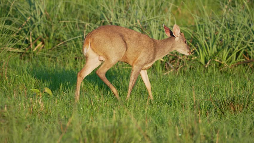 A Gray Brocket Deer moves gracefully through tall grass, pausing to graze. The setting is lush and vibrant, ideal for wildlife documentaries or educational content.