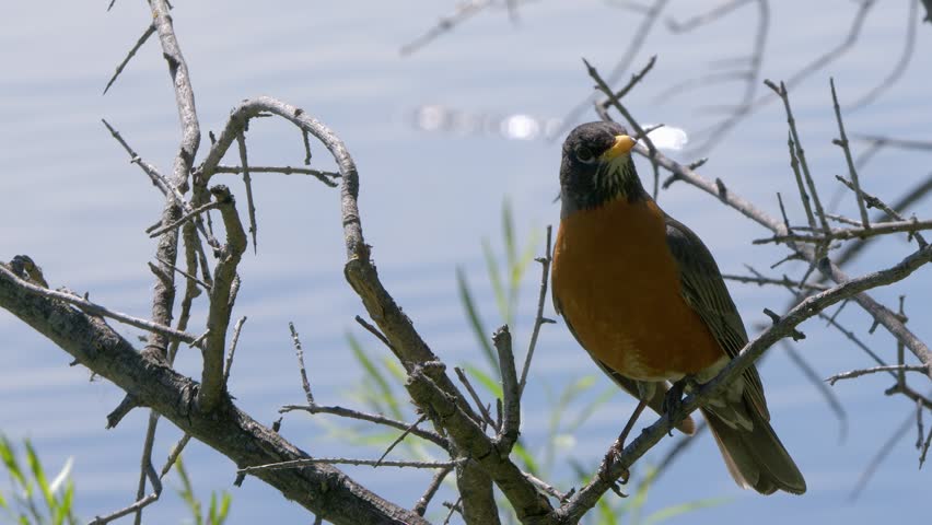 Robin bird takes flight from branch perch near wetland pond water