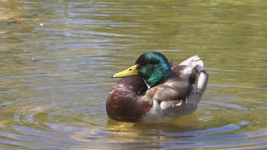 Sunny close-up: Mallard duck preens plumage standing in shallow pond