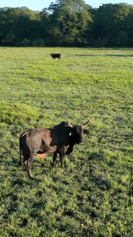 Majestic black bull with large horns standing in a lush green pasture on a sunny day. The bovine animal is calmly grazing in the meadow