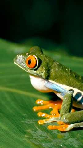 Close up of a vibrant red eyed tree frog sitting on a large green leaf. The amphibian