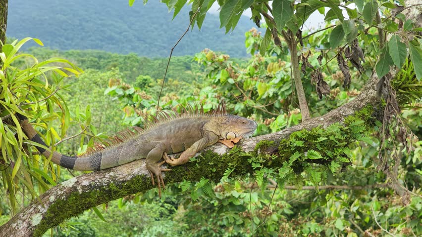 Beautiful green iguana resting on a tree branch covered with moss. The large lizard is sleeping in its natural habitat in Costa Rica