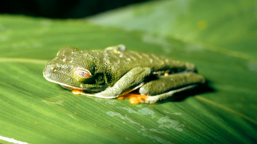 Close up of a sleeping red eyed tree frog, Agalychnis callidryas, resting on a wet leaf. Its golden nictitating membrane is closed