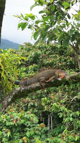 Large green iguana is resting on a tree branch in its natural habitat. The wild lizard is surrounded by the lush vegetation of the rainforest. Vertical