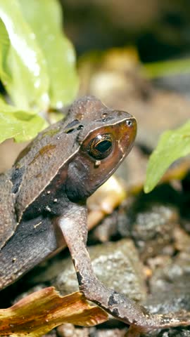 Extreme close up of a brown toad camouflaged in the undergrowth. A beautiful amphibian in its natural habitat in the rainforest of Costa Rica. Vertical