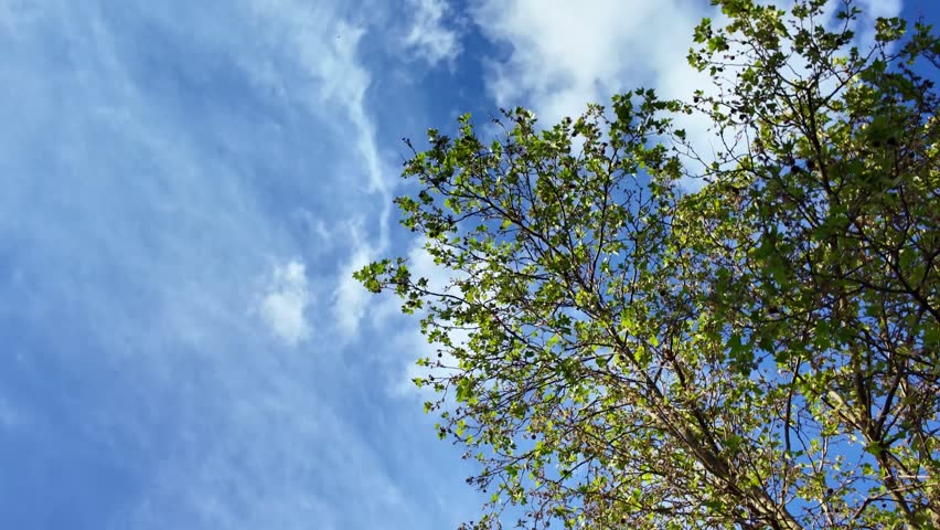 Low-angle view looking up through green leaves of tree branches towards blue sky and fluffy white clouds. Copy space