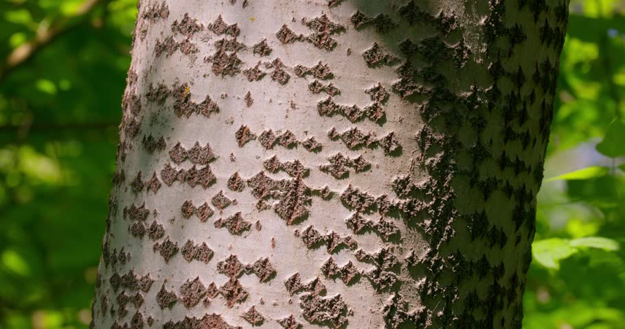 Close-up of Poplar Tree Bark with Lenticels