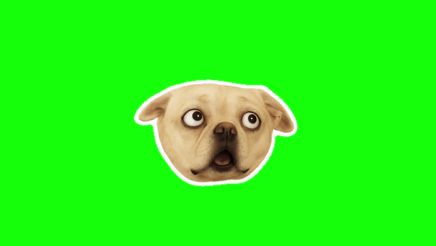 Dog meme. Funny shocked pug dog head with moving googly eyes and open mouth animation, perfect for video editing and funny visual overlay on chroma key green screen background.