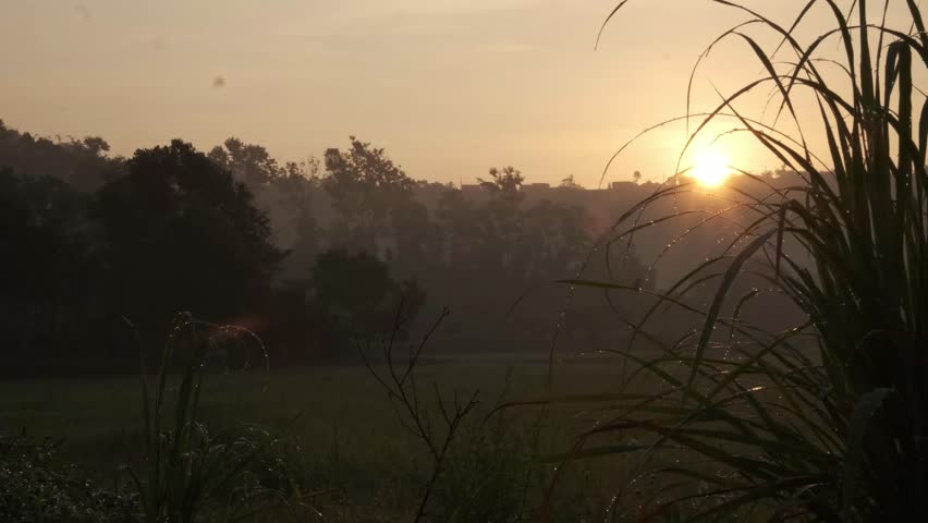 Cinematic sunrise over misty rice field with dew drops on grass