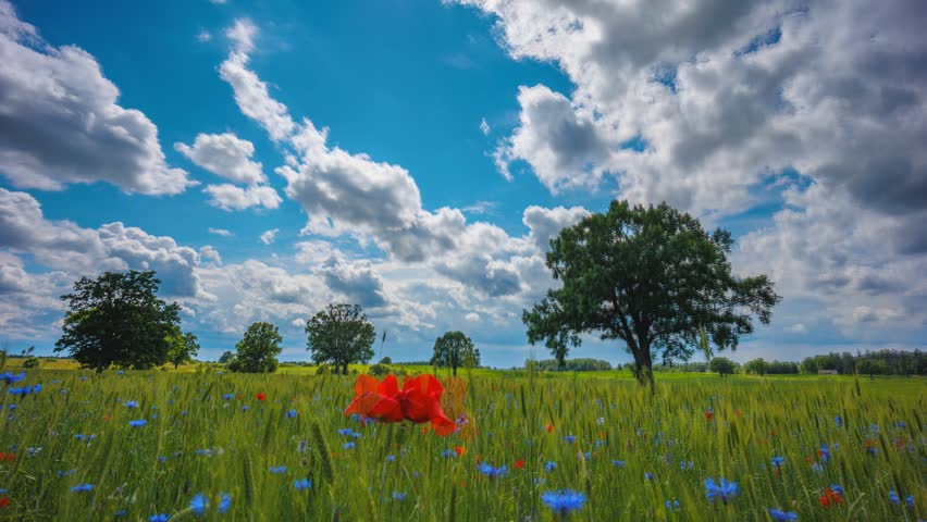 Low-angle meadow with red poppies and oak trees under dramatic sky