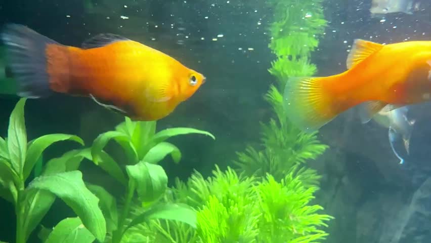 Aquarium with Fantail Goldfish with Dark Gray and Black Tails
