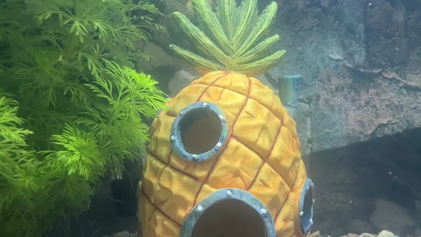 Aquarium with Fantail Goldfish with Dark Gray and Black Tails