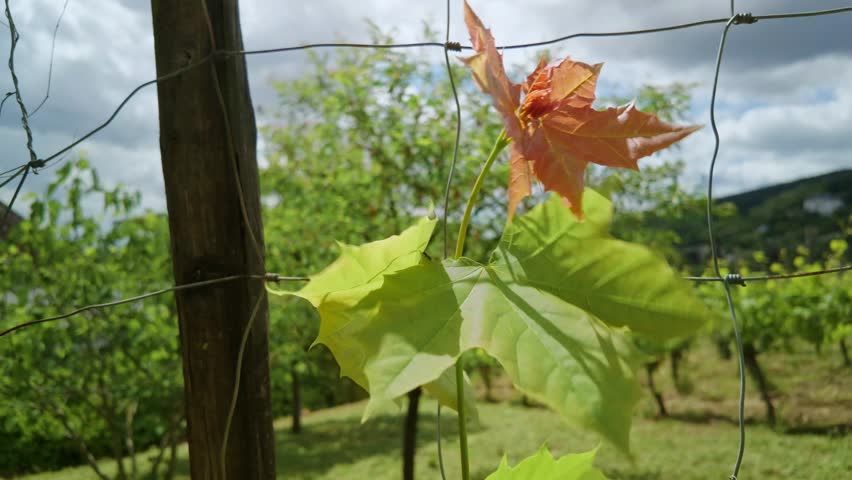 A close-up shot of vibrant maple leaves growing through a wire fence
