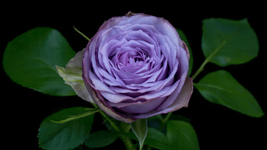 Amazing bright violet rose flower opening on black background.