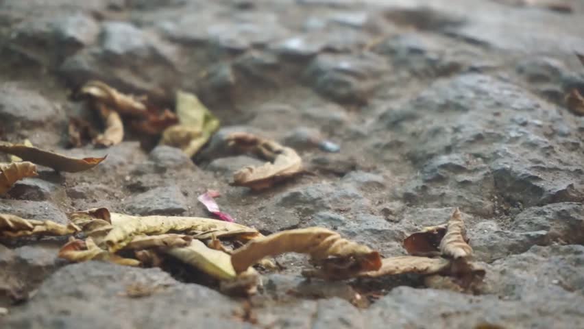 Panning shot of dry autumn leaves scattered on a rough, rocky stone ground surface.