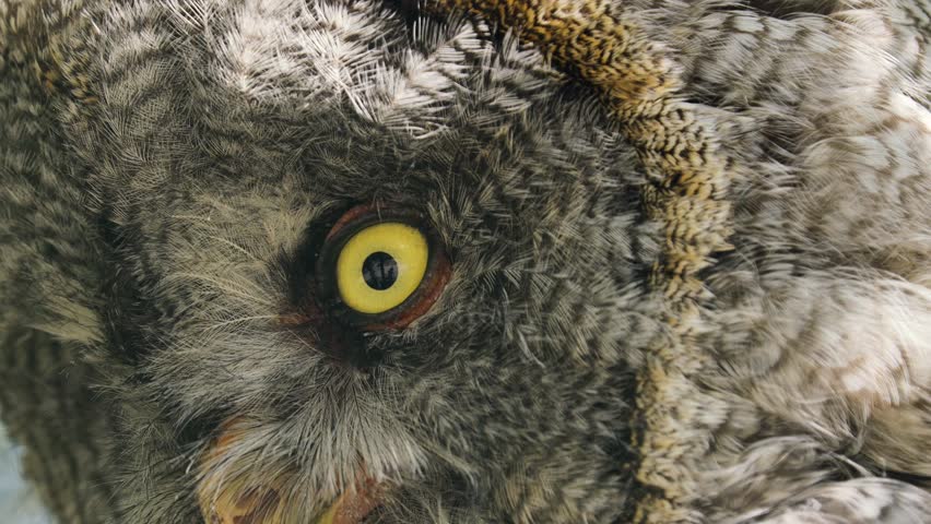 Close up of great grey owl