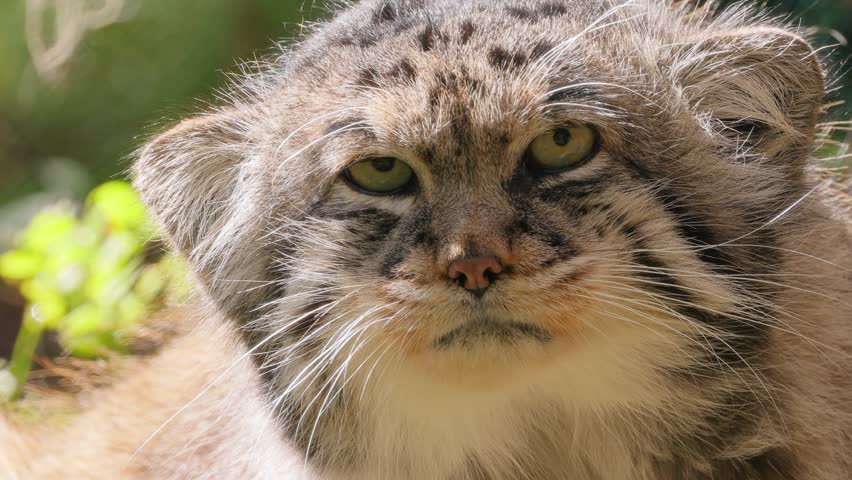 Pallas cat face, fluffy wild animal, wildlife portrait.