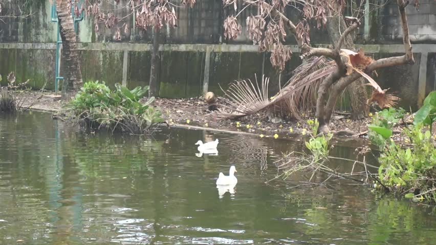 Two white ducks swimming peacefully in a large pond filled with a school of fish.