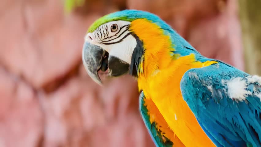 Close-up portrait of a blue and yellow macaw parrot with detailed feathers and expressive eye. Cinematic wildlife footage with shallow depth of field and natural colors.