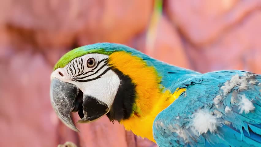 Close-up portrait of a blue and yellow macaw parrot with detailed feathers and expressive eye. Cinematic wildlife footage with shallow depth of field and natural colors.